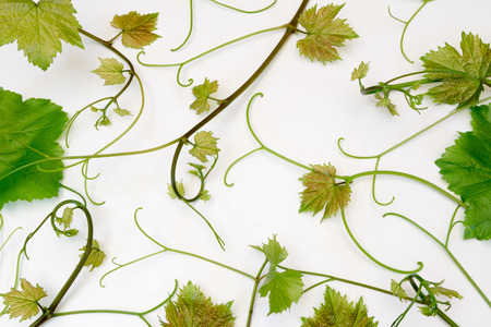 pattern of young vine lying side by side on a white backgroundの写真素材