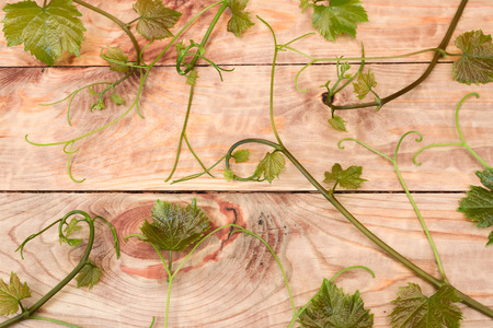young vine on a wooden surface with knotsの写真素材