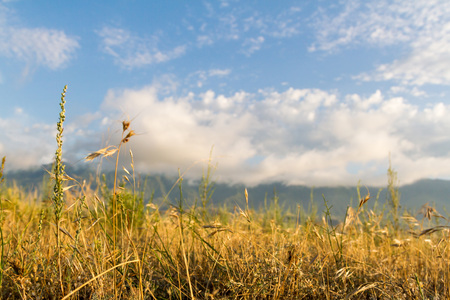 yellow grass on the field in front of mountains in cloudsの写真素材