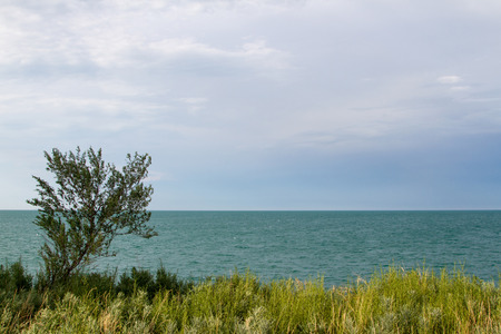 lonely tree on the shore of the lake Alakolの写真素材