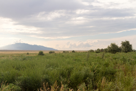green steppe in Kazakhstan near the lake Alakolの写真素材