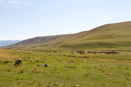 animals grazing in the mountains of Kazakhstan in the yurtの写真素材