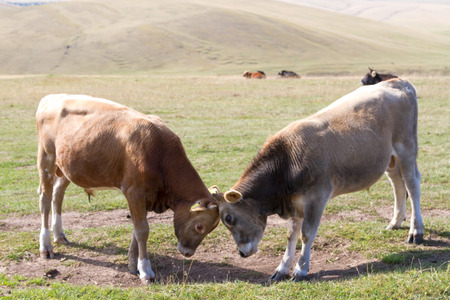 Young bulls horns scratching on a pasture in the mountains of Kazakhstanの写真素材