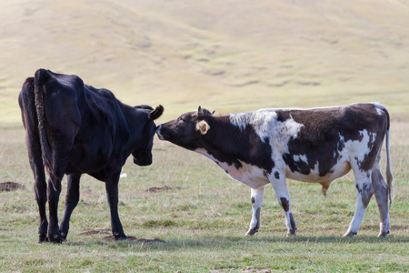 two thin cows on mountain pasture in Kazakhstanの写真素材