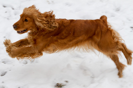 English Cocker Spaniel jumping on the white snowの写真素材