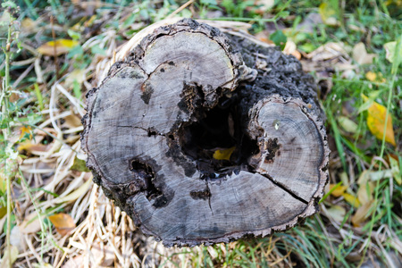 Stump of cut tree with a rotten coreの写真素材