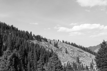 Forest on the mountainside on a black and white photoの写真素材