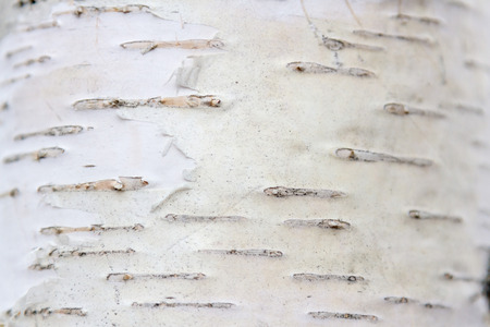 birch bark with longitudinal stripes on a tree trunk closeupの写真素材
