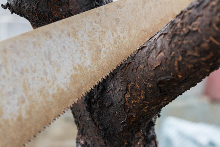 Cutting of cherry wood by hand saw