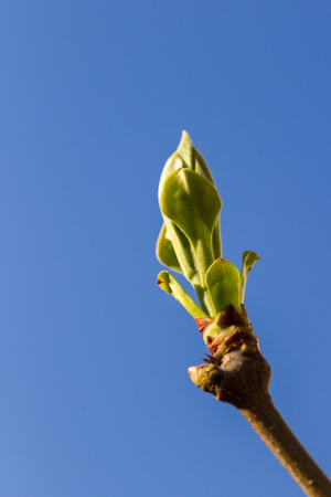 Young leaves on lilac against blue sky background