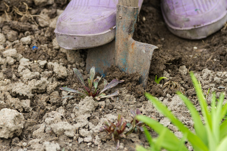 Excavation of flowers in early spring in the garden for transplantationの写真素材