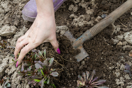A woman in the spring digs out plants for transplantationの写真素材