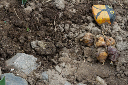 Tulip bulbs on the ground for planting in the soilの写真素材