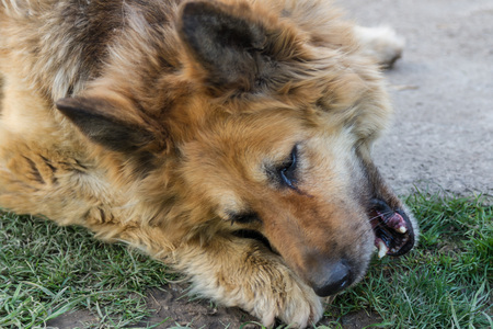 Eastern European Shepherd Gnaws Bone Squeezed in the Feetの写真素材