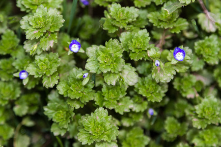 Blossoming blue flowers decorative grass on the flowerbedの写真素材