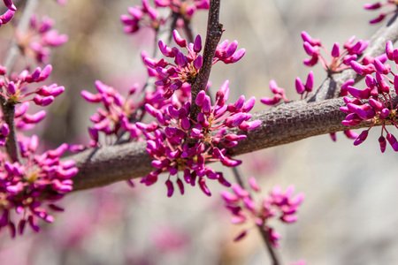 The flowering of the Juda tree for the feast of the Passoverの写真素材