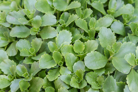 Green decorative grass for decorating plots of land