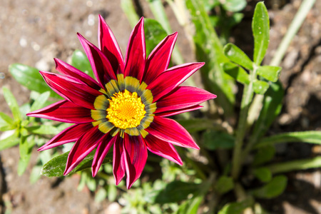 The flower of the gas is revealed in the sunの写真素材