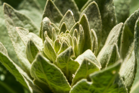 Green plant in the form of a lily growing in Kazakhstanの写真素材