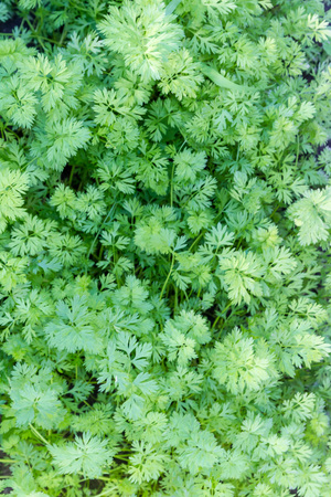 Carrots densely planted in a garden with green foliageの写真素材