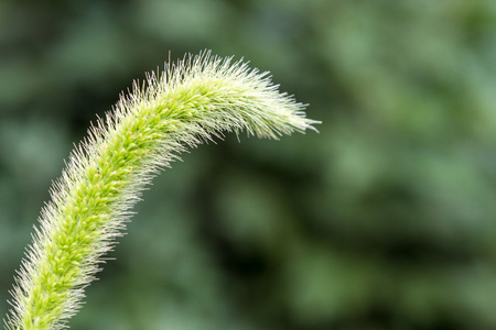 The genus of annual plants from the family Cereals, or Ornateの写真素材