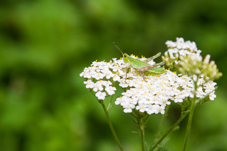Green grasshopper on a white yarrow flowerの写真素材