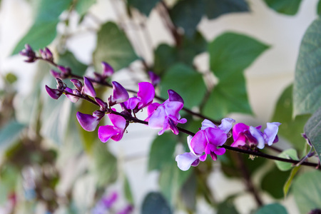 A flower of a string bean on a branchの写真素材