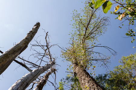 dry trunks of an old poplar against the skyの写真素材