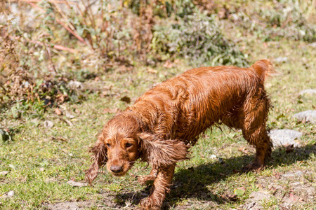 wet spaniel for a walk on a sunny dayの写真素材