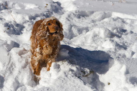 spaniel prepares to jump in the snow for a walkの写真素材