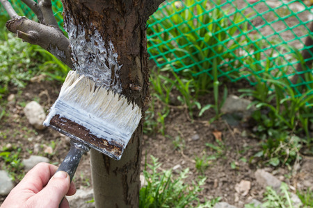 sanitation from insect pests of trees with lime in early springの写真素材