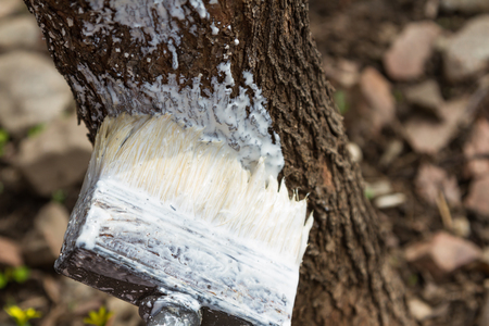 spring processing of trees with insect limeの写真素材