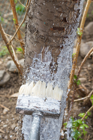 spring processing of trees with insect limeの写真素材