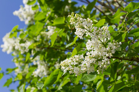 blooming bush white lilac against the blue skyの写真素材