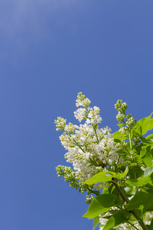 blooming bush white lilac against the blue skyの写真素材