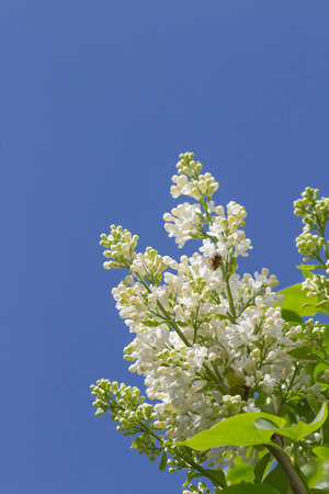 blooming bush white lilac against the blue skyの写真素材