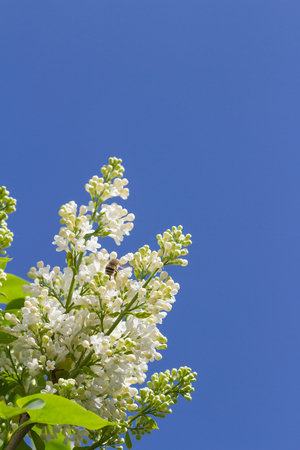 blooming bush white lilac against the blue skyの写真素材