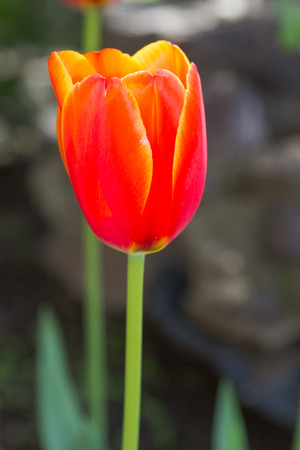 bud of red tulip close up for backgroundの写真素材
