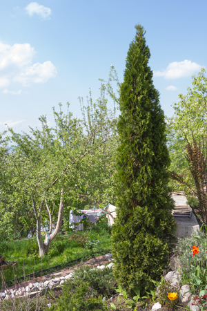 beautiful thuya tree on the plot as a garden decorの写真素材