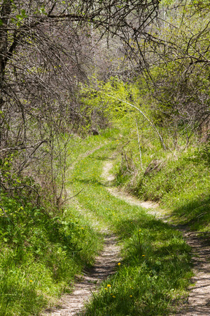 country road among trees in verdure in early springの写真素材