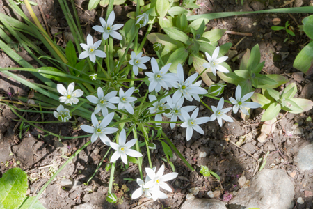 beautiful shrub garden edelweiss blooming in early springの写真素材