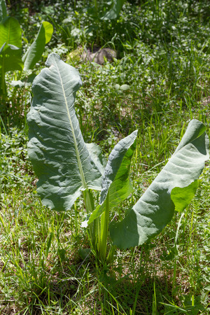 big leaves of horse sorrel among green grassの写真素材