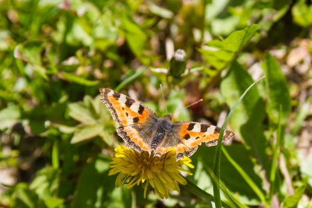 beautiful butterfly on a dandelion flower on a sunny dayの写真素材