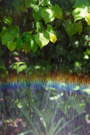 rainbow in the spray of water against foliageの写真素材