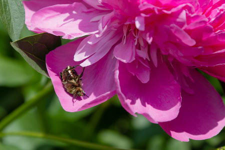 green beetle hid in peony flower petalsの写真素材