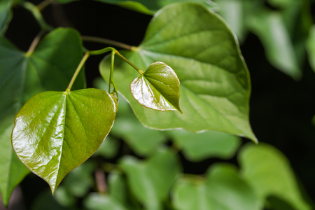 leaf of iuda tree glistening in the sunの写真素材