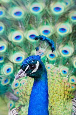 beautiful blue peacock with an open colorful tail close-up shotの写真素材