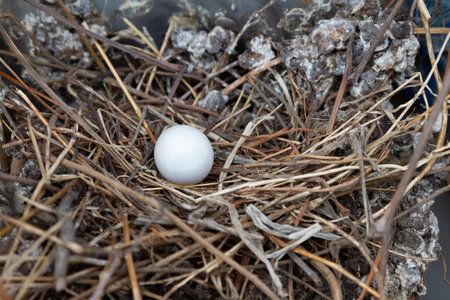 Dove egg in a nest of twigs and droppingsの写真素材