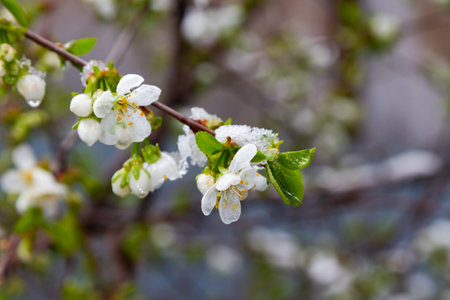 cherry flowers under the snow in early springの写真素材