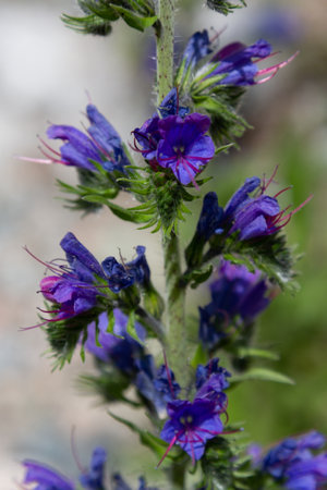 blue flower snake head close up on blurred backgroundの写真素材